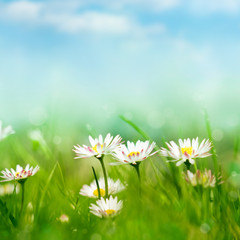 Fototapeta na wymiar spring meadow with daisies