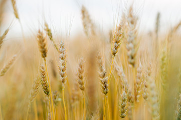 Obraz premium ears of wheat on the field