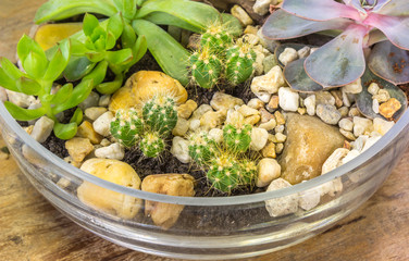 Pequeno Jardim de Cactos.