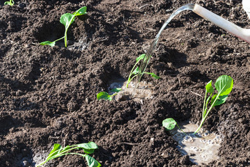 watering can pours cabbage shoots in garden