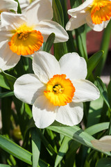 Fototapeta premium bunch of Narcissus Tazetta cultivar flowers
