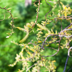 flowering yellow catkins of willow tree close up