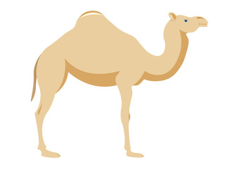 Vector image of a camel on white background.