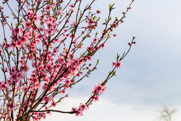 peach flowers on twigs in spring evening