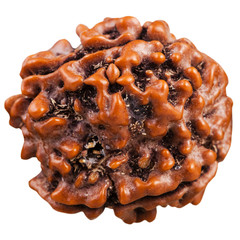 Rudraksha tree seed isolated on white