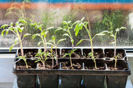 Container With Tomato Plant Seedlings On Sill