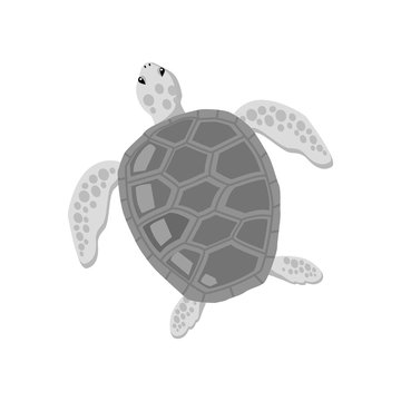 Turtle Isolated on White Background