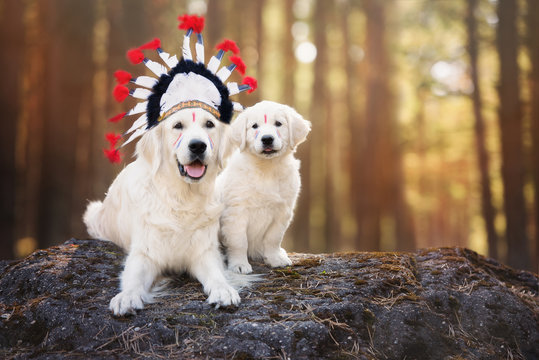 Golden Retriever Dog And Puppy In A Native American Headdress