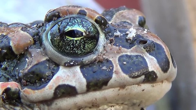 Frog. Closeup. Closeup of frog. Shallow depth of field. Eye in sharp focus