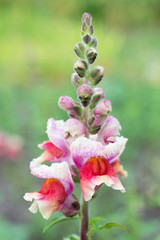 Flower pink snapdragons