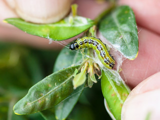 larva of insect pest in boxwood leaves