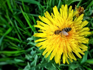 Bee on a Dandelion