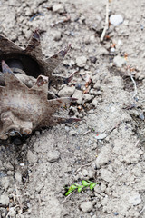 blade of cultivator in soil of vegetable garden