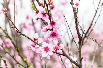 pink flowers on peach tree