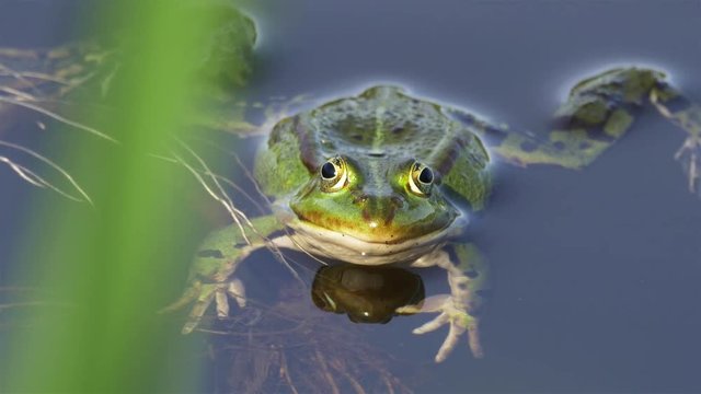 A green frog, also known as edible frog, common water frog or Pelophylax kl. esculentus is a common European frog that is used for food, especially in France.
