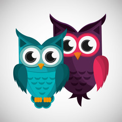 Group of owls, vector illustration, graphic design