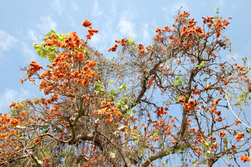 Bastard Teak flower tree