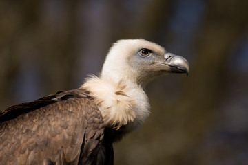 Vautour fauve