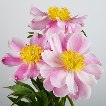 Bouquet of three pink peonies with yellow middle, isolated on a gray background