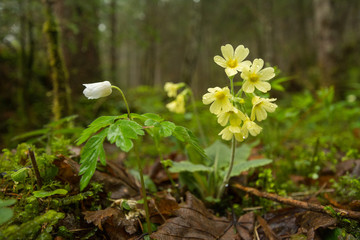 Fr&uuml;hbl&uuml;her im Wald