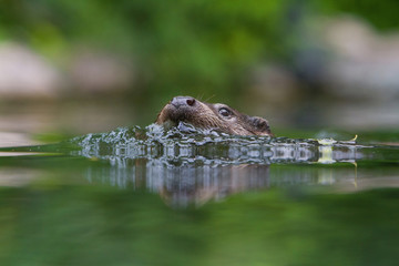 European Otter swimming