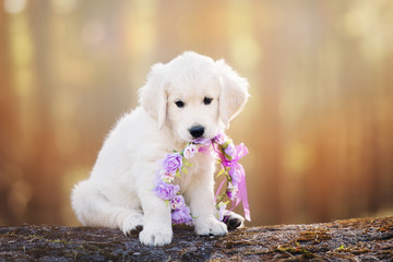 adorable golden retriever puppy at sunset © otsphoto