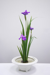 Blooming iris grows from a vase