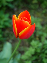 Orange tulip