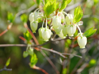 lighthouse azalea