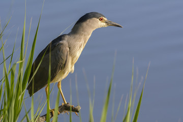 Night Heron perched on a branch in a lake