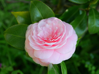 Maiden camellia