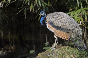 Portrait of a male Indian peacock