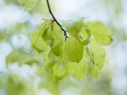 Frische grüne Buchenblätter im Gegenlicht 