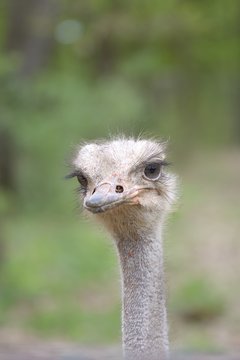 close-up of head of ostrich