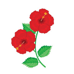 Illustration. hibiscus,Chinese rose color red.