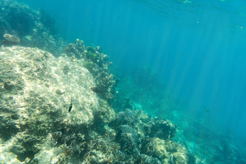 coral and underwater view on sun light