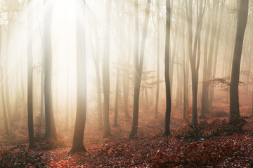 Light through the trees in foggy forest