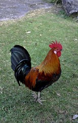 colorful rooster standing on a grass area