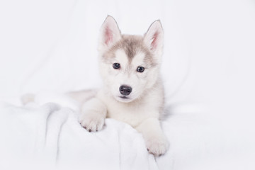 Cute little puppy sit on white background