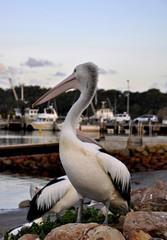 pelican in the evening in a park at Greenwell Point, New South Wales, Australia 