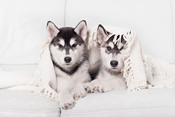 Cute little puppy sit on white background