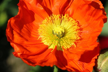 Mohnblume orange