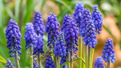 Grape hyacinth (Muscari armeniacum) in spring garden