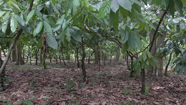 Trees in cocoa plantation, Ilheus, Brazil