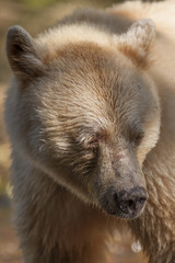 spirt (blonde) bear