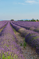Obraz na płótnie Canvas Blooming Lavender field
