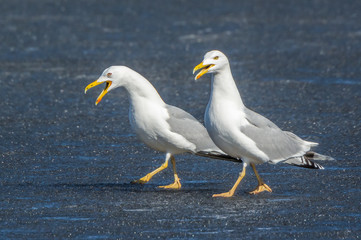Herring gull