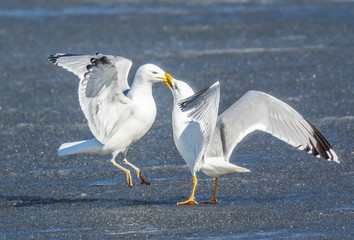 Herring gull