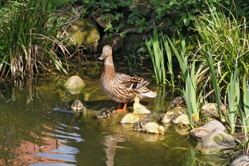Fototapeta premium mallard mother with her ducklings at the edge of a pond