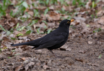 close up of black thrush on ground